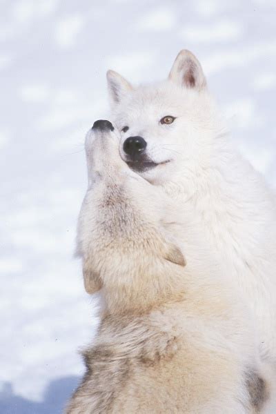 Wolf Country Reproduction Bonding And Mating