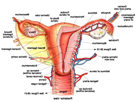 Male Anatomy Diagram Vs Female Human Reproductive System The Female