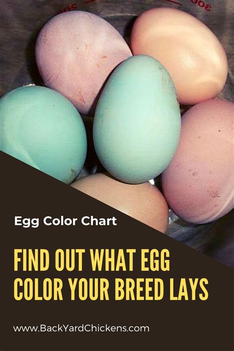 Egg Color Chart Find Out What Egg Color Your Breed Lays Coloring