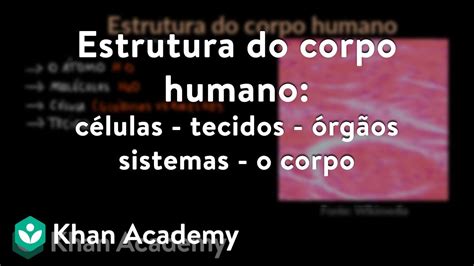 Estrutura Do Corpo Humano Células Tecidos órgãos Sistemas O