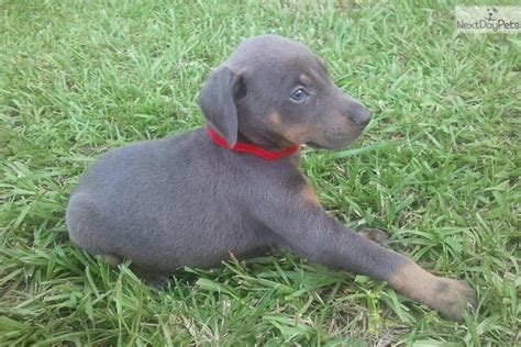 Most of the purchasers tend to buy doberman puppies because puppies are easier to teach. Doberman Pinscher puppy for sale near Brunswick, Georgia | 89d7c19f-0ac1