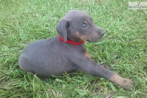 At blue skye dobermans, we strive to produce quality puppies that will develop into large, confident and beautiful dobermans without compromise in health or temperament. Doberman Pinscher puppy for sale near Brunswick, Georgia ...