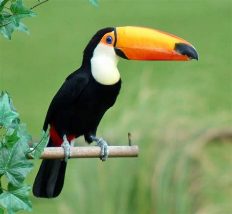 Independent Leaders Toco Toucan | Toco Toucan | Pinterest | Toco toucan