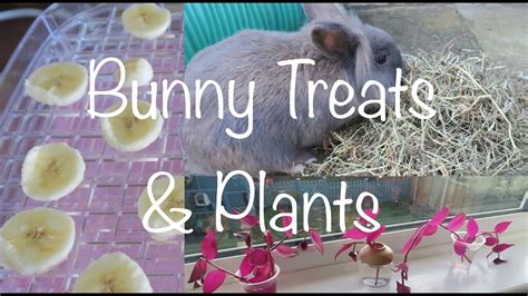 Bunny Banana Treats Dig Box And Plants Youtube