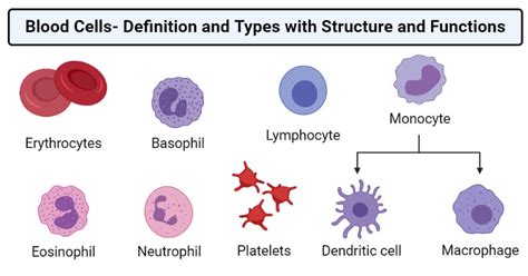 Types Of Blood Cells With Their Structure And Functions