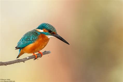Nature Photography Blog | Visual Wilderness | Bird photography, Photography tips, Photography