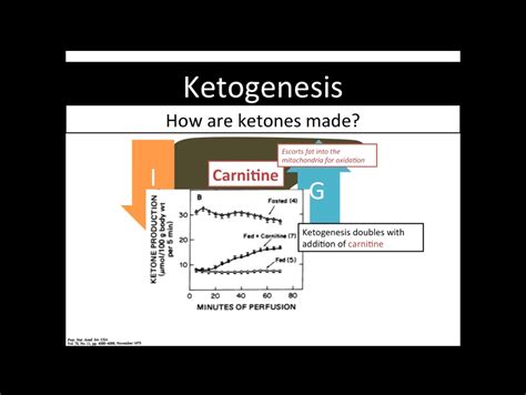 Glucagon is classically described as a counterregulatory hormone that plays an essential role in the protection against hypoglycemia. Use Of Glucagon And Ketogenic Hypoglycemia : Interviewing Doctors, Researchers, Scientists ...