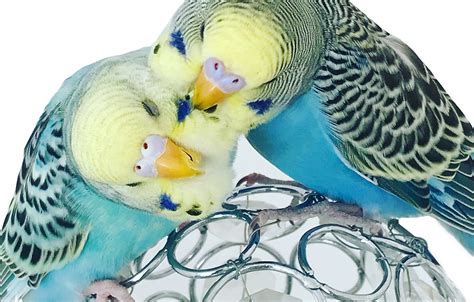 Budgie Bubble Info Advice And Blog About Budgies