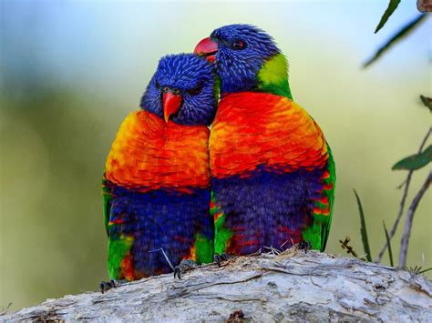 Rainbow Lorikeet Bird Facts Trichoglossus Moluccanus Bird Fact