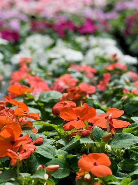 For sheer flower power, petal hues and plant forms, this bloomer is tough to. Pin on Gorgeous Garden Plants