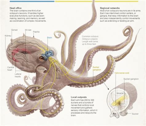 How To Escape A Giant Octopus Rough Diplomacy