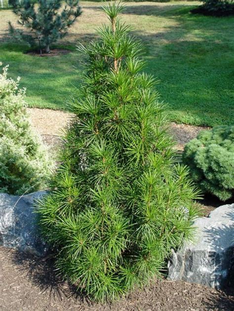 Five Trees Suitable For Small Spaces Evergreen Landscape Dwarf Trees