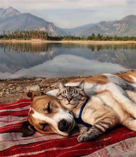 A Cat And Dog Are Laying On A Blanket By The Water With Mountains In