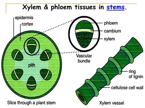 Ppt State The Functions Of Xylem And Phloem Powerpoint Presentation