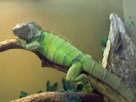 Green Iguana Facts And Pictures