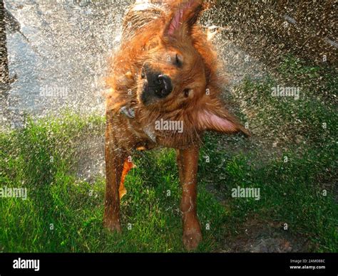 Golden Retriever Dog Wet And Shaking In The Summer Sunlight Stock Photo
