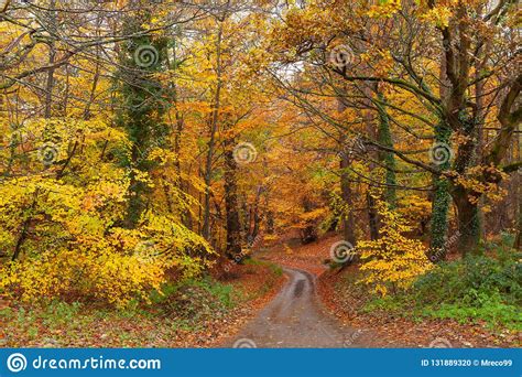 Stunning English Autumn Forest Colours With Path Stock Photo Image Of
