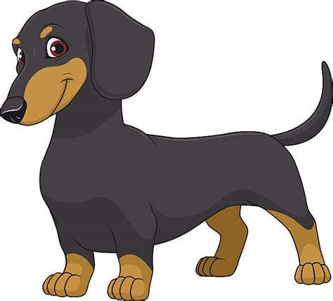 Dachshund Illustrations Royalty Free Vector Graphics And Clip Art Istock