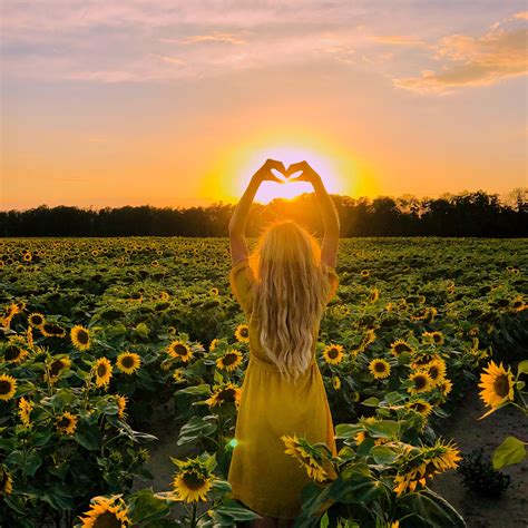 Sunset And Sunflowers Sunflower Field Photography Flower Photoshoot