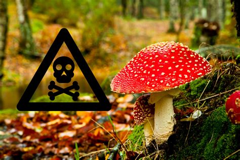 Common Poisonous Mushrooms Wondrous Mushrooms