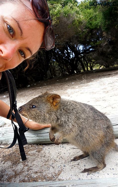 9 Awesome Places To Spot The Australian Animals Youd Love To See In