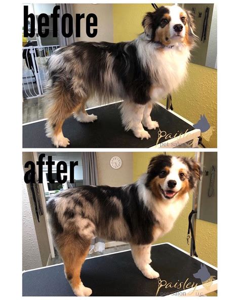 Aussie pet mobile is the world's #1 pet grooming franchise and we provide professional, convenient and reliable pet grooming. Groomimg | Dog grooming styles, Dog groomers, Grooming ...