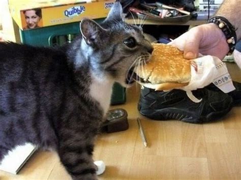 Burger Photo Bite Cat Funny Pictures Funny Pictures