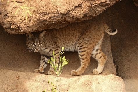 Animals In The Desert Ecosystem Sciencing