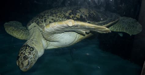 Green Sea Turtle Chelonia Mydas Brad Gloriosos Personal Website