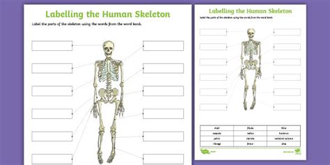 Y3 Labelling The Human Skeleton Activity Sheet