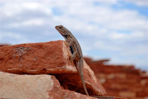 2560x1440 Wallpaper Brown Lizard In Stone During Daytime Peakpx