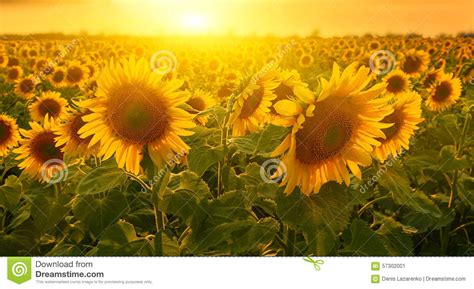 Sunny Sunflowers Stock Image Image Of Field Close Sunny 57302001