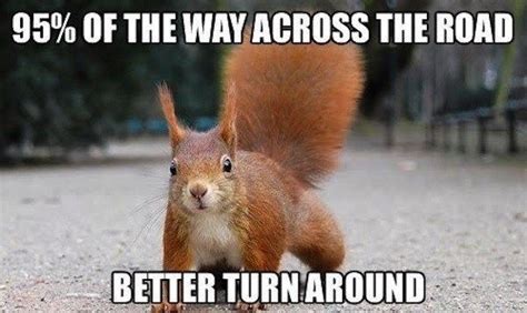 30 Squirrels Memes And Photos That Will Drive You Nuts Squirrel Funny Squirrel Memes