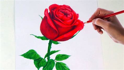 realistic colour pencil drawing flowers