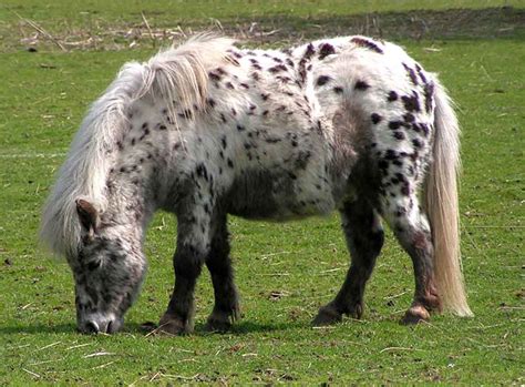 Shetland Pony Miniature Horse Profile Traits Standard Mammal Age