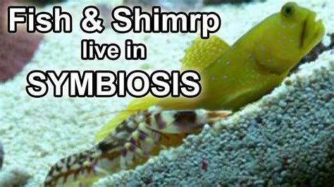 Watchman Goby Tiger Pistol Shrimp Symbiosis Youtube