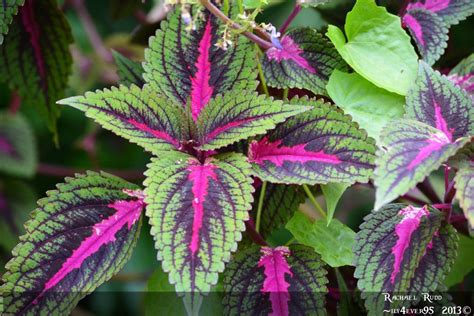 Pin By Stephen Rose On Veggie Garden Plant Leaves Foliage Plants Plants