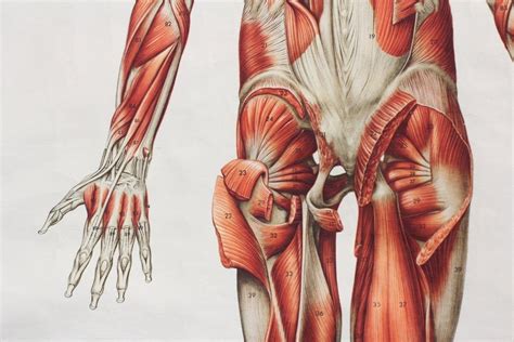 Anatomical Wall Chart Of The Muscles Circa 1960 S Vinterior