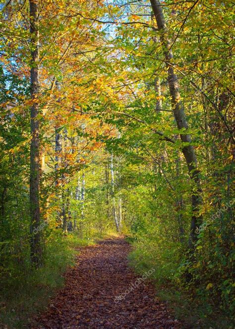 Pathway Through Autumn Forest — Stock Photo © Locrifa 78623270