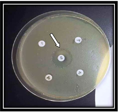 Recipe can be automatically scaled with desired volume. Figure 1. Mueller Hinton agar media with antibiotic ...