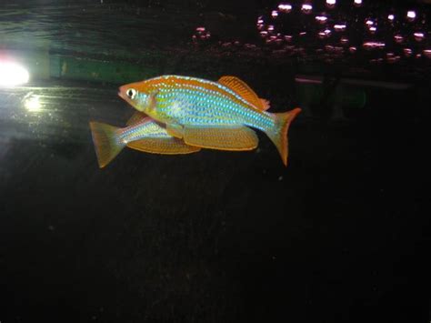 Лабиринтовые аквариумные рыбки перечень виды и фото подходящих для