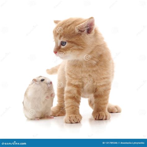 Kitten And Hamster Stock Photo Image Of Closeup Happy 131789346
