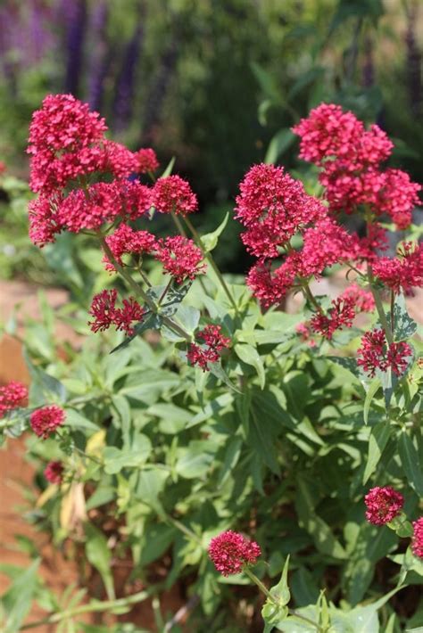 Check spelling or type a new query. Top 10 everlasting perennials - Living Colour Gardens