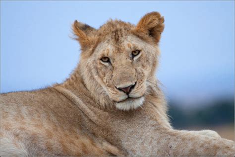 El Herrerillo León Panthera Leo