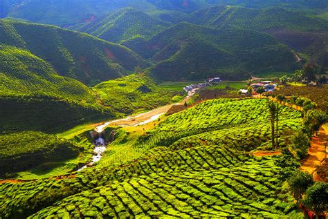 During this period, they tried processing and packaging. Family Holidays to the Cameron Highlands | Families Worldwide