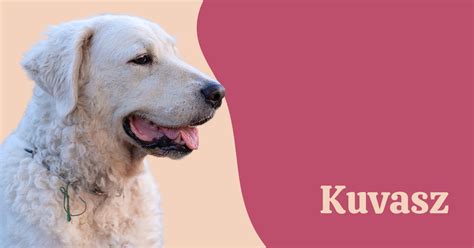Kuvasz Dog Breed Information And Complete Guide