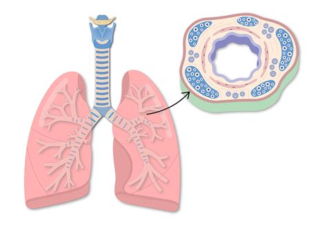 Bronchial Tubes Structure Functions Location Bronchus Anatomy