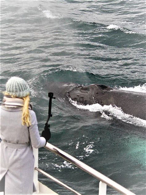 Akureyri Whale Watching Portrait