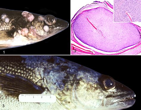 Pathology Of Tumors In Fish Associated With Retroviruses A Review L