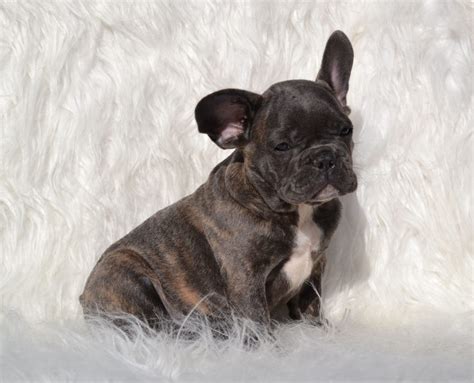 We are a small hobby breeder of english bulldogs located in south dakota. Blue French Bulldog Puppies for Sale - Breeding Blue ...